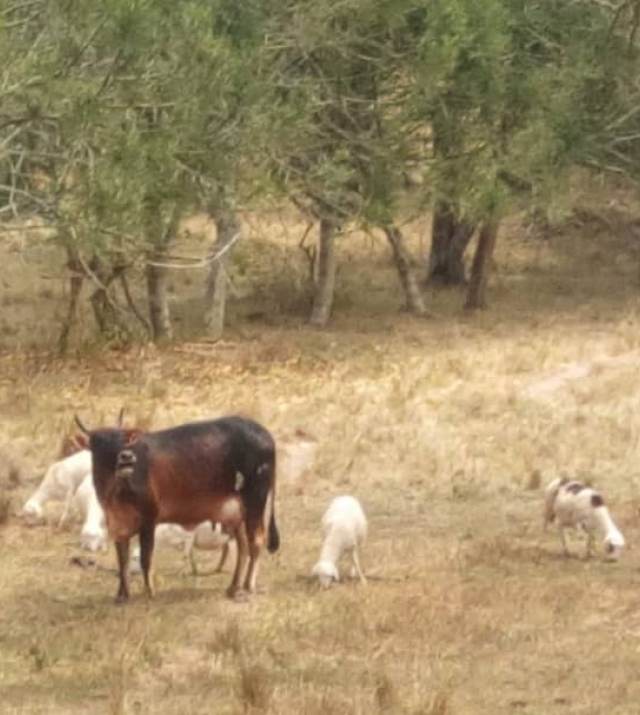 WhatsApp Image 2024-06-25 at 9.49.29 AM 1.jpeg